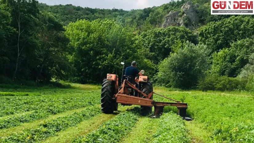 Edirne'de yüzbinlerce kök kenevir ele geçirildi.