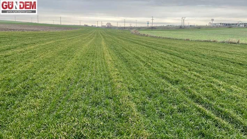 İklim Şaşırttı, Buğday Erken Uyandı