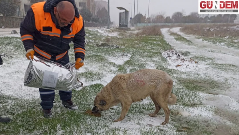 Keşan Belediyesi, can dostları yalnız bırakmadı