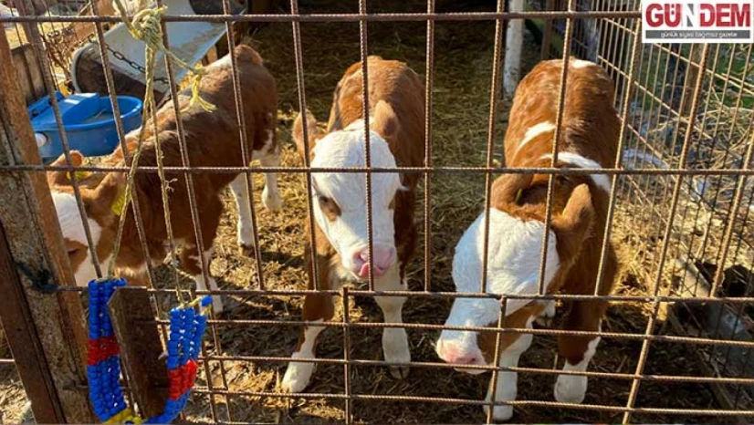 Kırsalda sevinç, ahırda bereket: Orhaniye Köyü'nde üçüz doğum