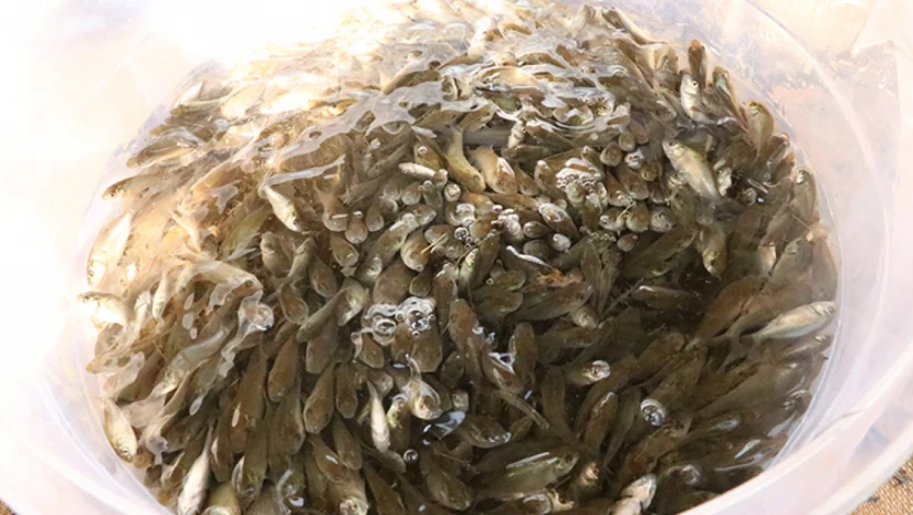 Milyonlarca sazan yavrusu doğaya kazandırıldı