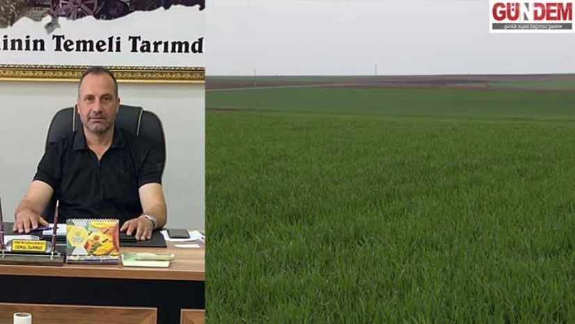 Sıcak kış buğdayı erken uyandırdı: Tarlalarda risk alarmı