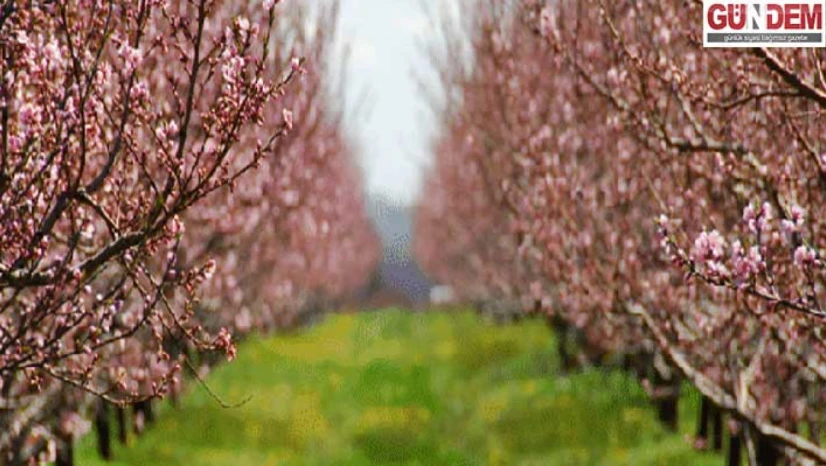 Tarım sigortalarında kapsam genişliyor: Devlet prim desteği  yüzde 70'e çıktı