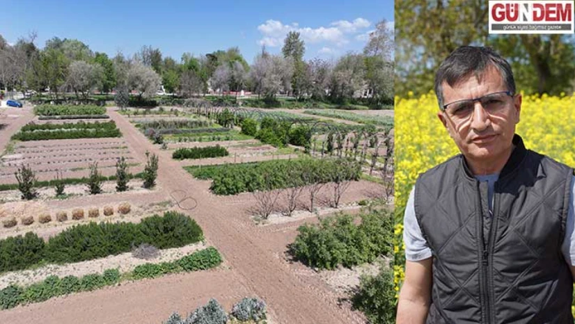 Tıbbi ve aromatik bitkiler bahçesi çiftçilere alternatif ürünler sunuyor