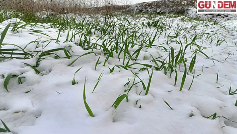 Trakya'da üretici yağışlarla rahat bir nefes aldı