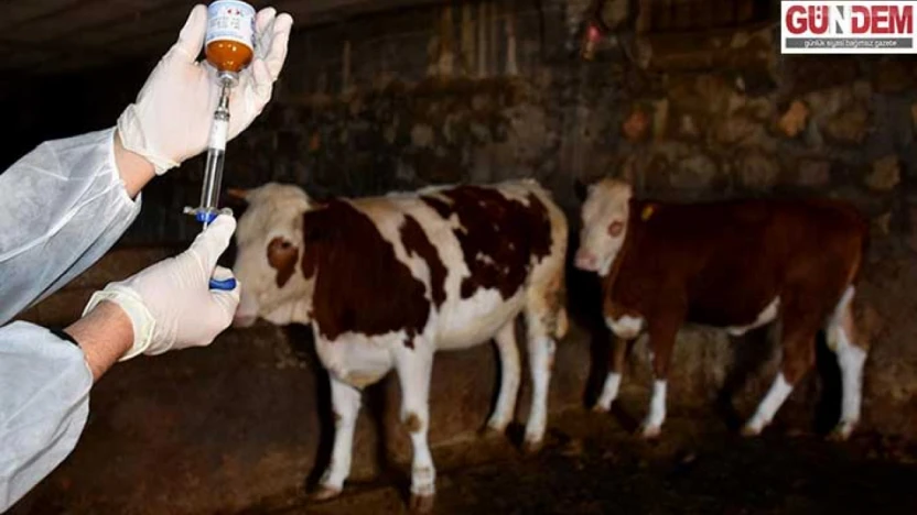 81 ile acil kodlu yazı: Tüm hayvan pazarları kapatıldı
