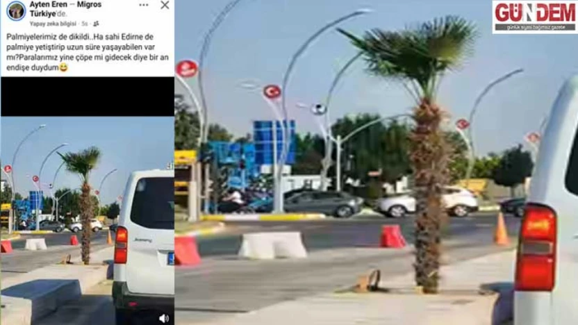 Belediyenin palmiye ekimine tepki