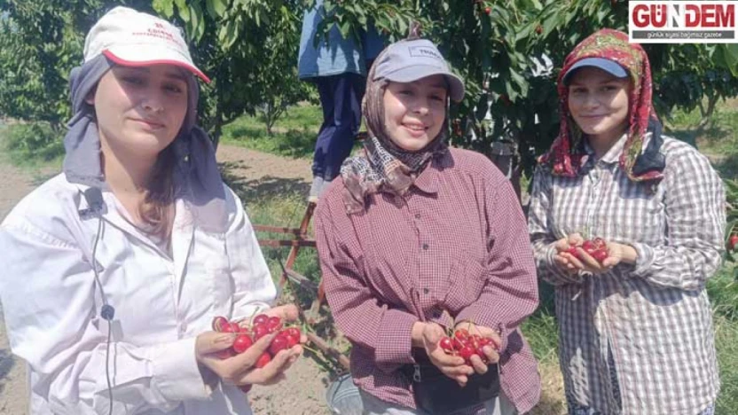 'Çeribaşı' kirazının hasadına başlandı
