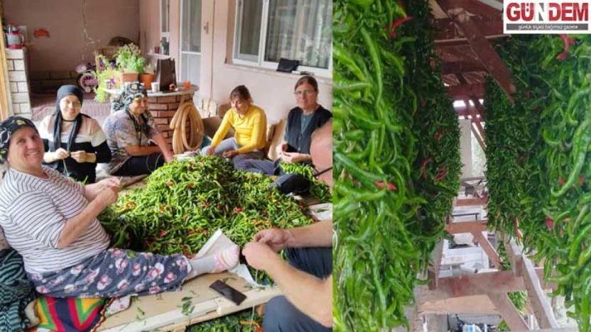 Ciğerin vazgeçilmezi Karaağaç biberinde kurutma telaşı başladı
