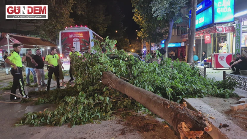 Devrilen ağaç otomobil ve minibüse zarar verdi
