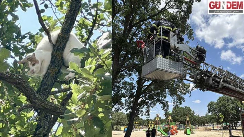 Edirne'de ağaca çıkan kedi 18 saat sonra kurtarıldı