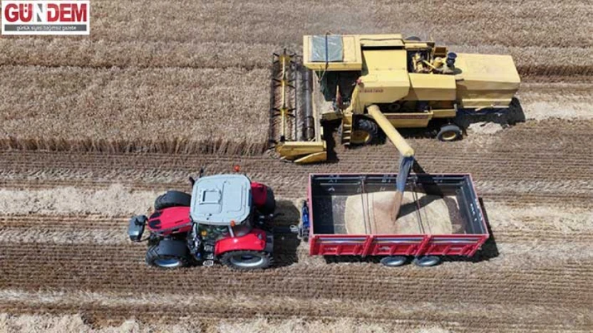 Edirne'de buğday tarlalarında hasat mesaisi sürüyor