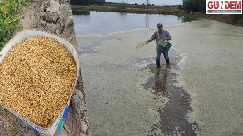 Edirne Merkez'e bağlı köy ve mahallelerde çeltik ruhsat başvuruları başladı