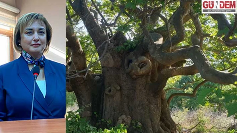 En fazla anıt ağaç Edirne'de