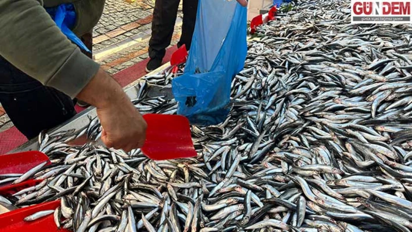 Hamsi tezgâhlarda 100 liraya düştü