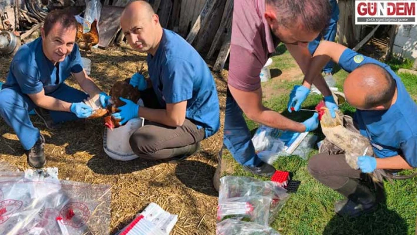 Kanatlı hayvanlardan tarama için kan örnekleri alındı