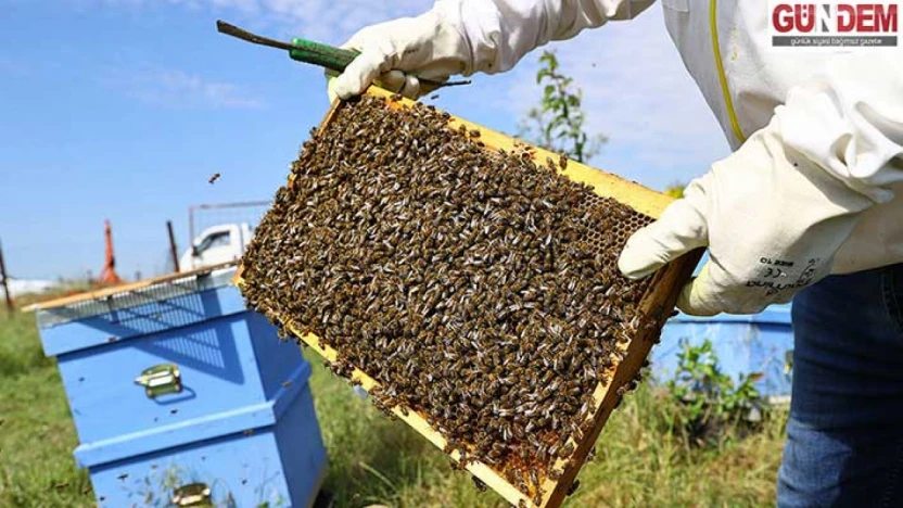 Karaçalı Balı için coğrafi işaret süreci başlıyor
