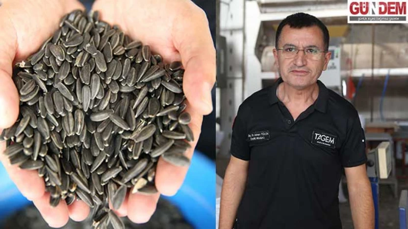 'Karaduman' çerezlik ayçiçeği çeşidi hastalıklara karşı güçlendirildi