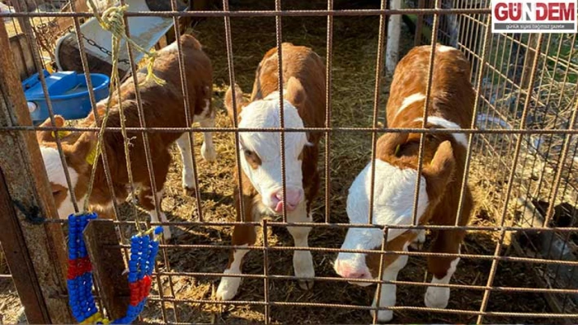 Kırsalda sevinç, ahırda bereket: Orhaniye Köyü'nde üçüz doğum