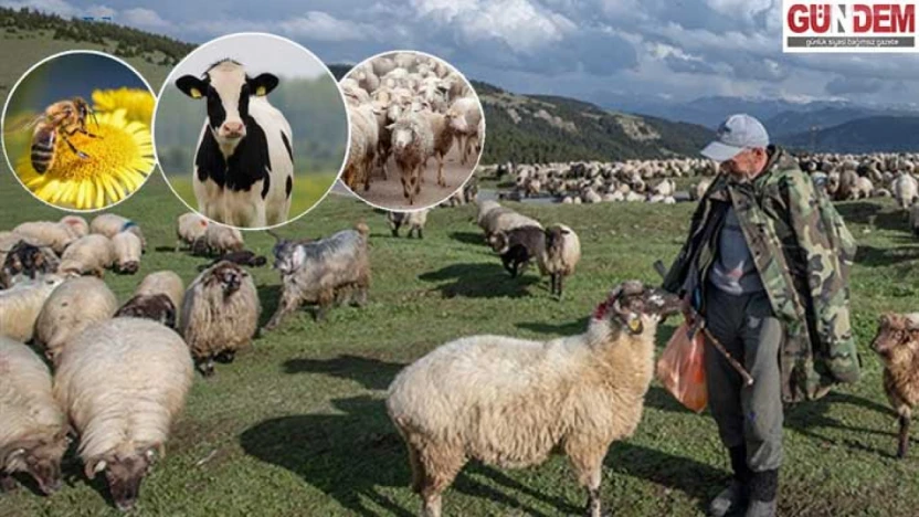 Küçükbaş hayvancılıkta destek yüzde 50 arttı, çoban desteğine ilave ödeme geliyor