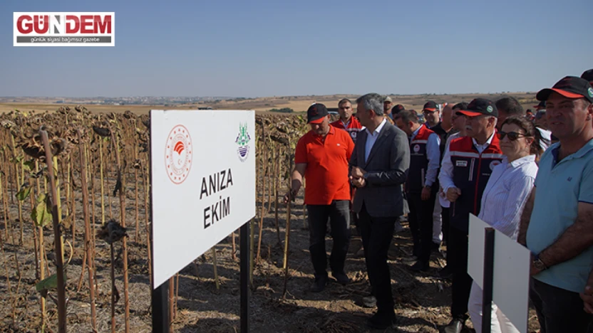 Kuraklığa dayanıklılığını ölçmek için ekilen ürünler hasat edildi