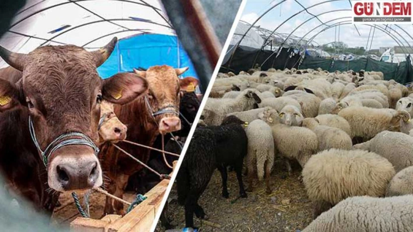 Kurban pazarlarında satılamayan hayvanları ESK alacak