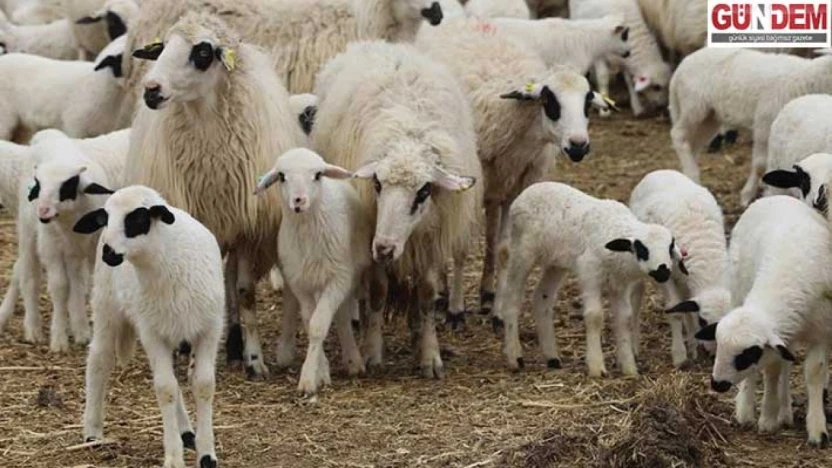 Kuzu ve oğlak desteklemesinde 3. dönem başvuruları açıldı
