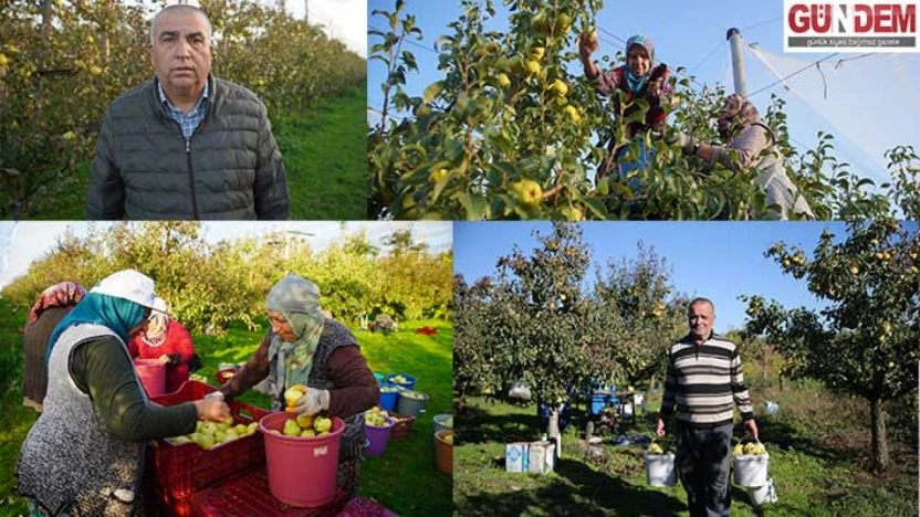 Kuzucu'daki meyve bahçeleri, kent çiftçisine alternatif gelir kaynağı oluyor