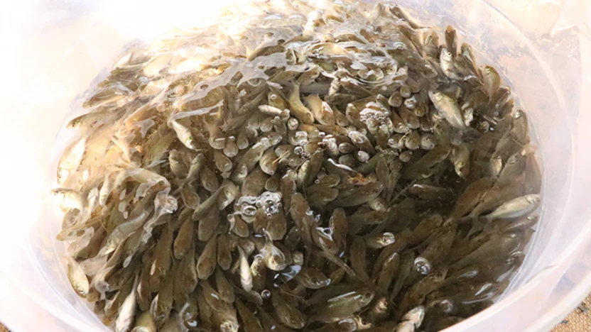 Milyonlarca sazan yavrusu doğaya kazandırıldı