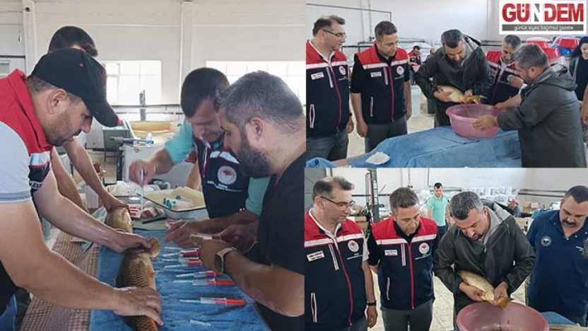 Milyonlarca yavru sazan yolda