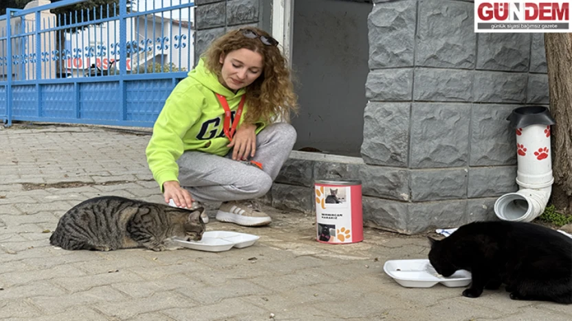 Pelin öğretmen 11 yıldır 'çocuklarım' dediği kedileri besliyor