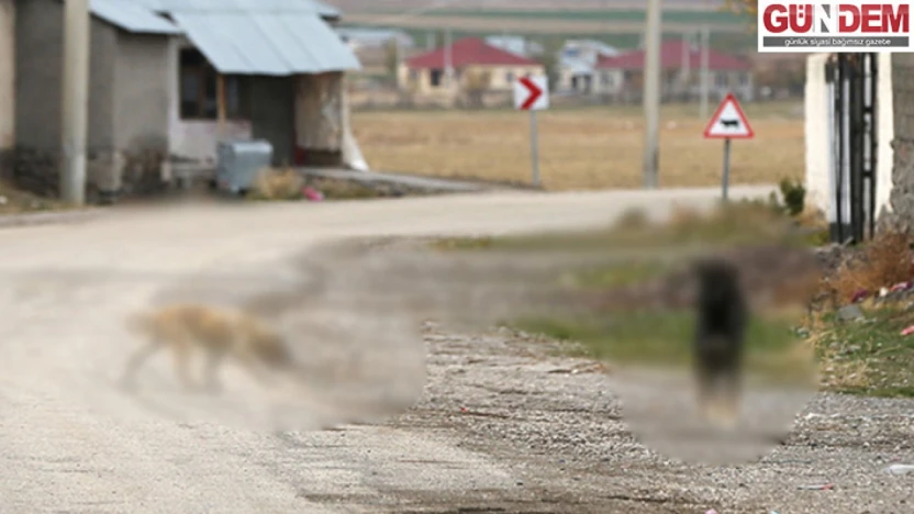 Sahipsiz köpekle ilgili sosyal medyada yer alan görüntülere ilişkin inceleme
