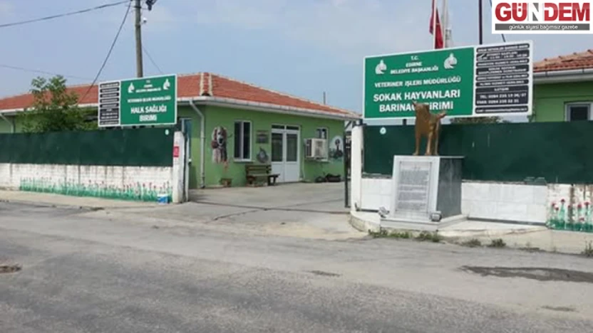 Sokak Köpeğini Sürükleyen Belediye Personeli Gözaltında