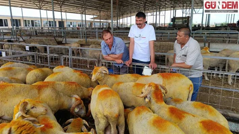 Trakya'da Kurbanlıklar Pazarda Yerini Aldı