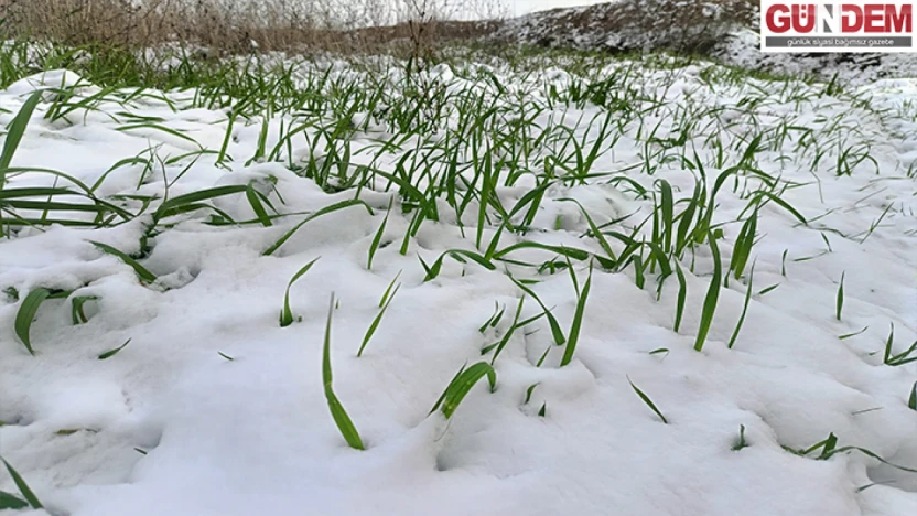 Trakya'da üretici yağışlarla rahat bir nefes aldı
