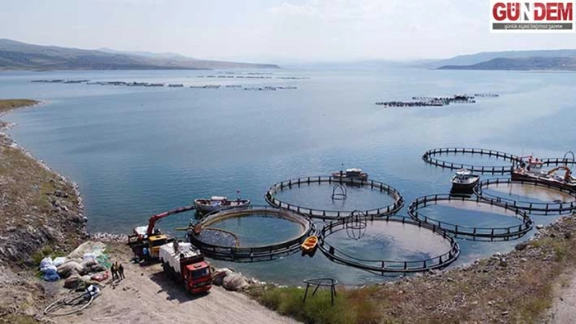 Türkiye'de balıkçılıkta tarihi rekor: Üretim 1 milyon 20 bin tona ulaştı