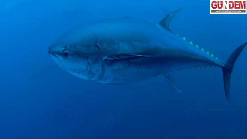 Türkiye'nin orkinos kotası 3 bin tonu aştı