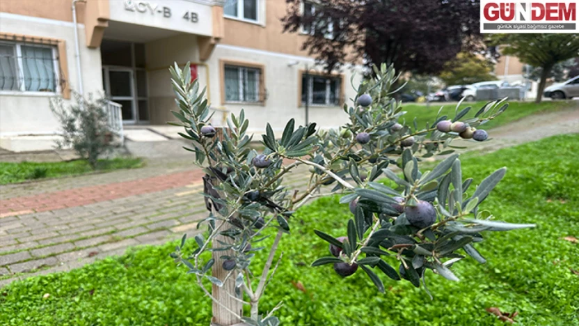 Zeytin ağacından ilk hasat heyecanı