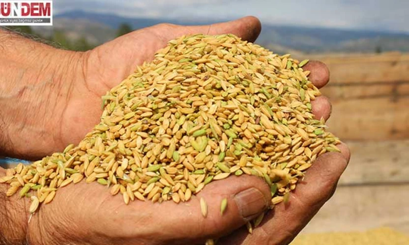 Çeltik Hasadı tamamlanıyor