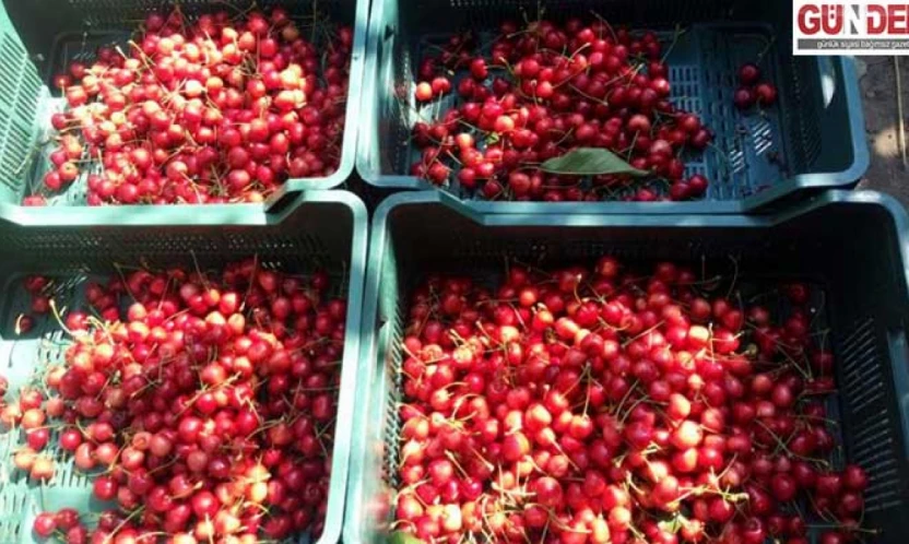 Çeribaşı Kirazı Edirne'nin tescilli tarım ürünü oldu