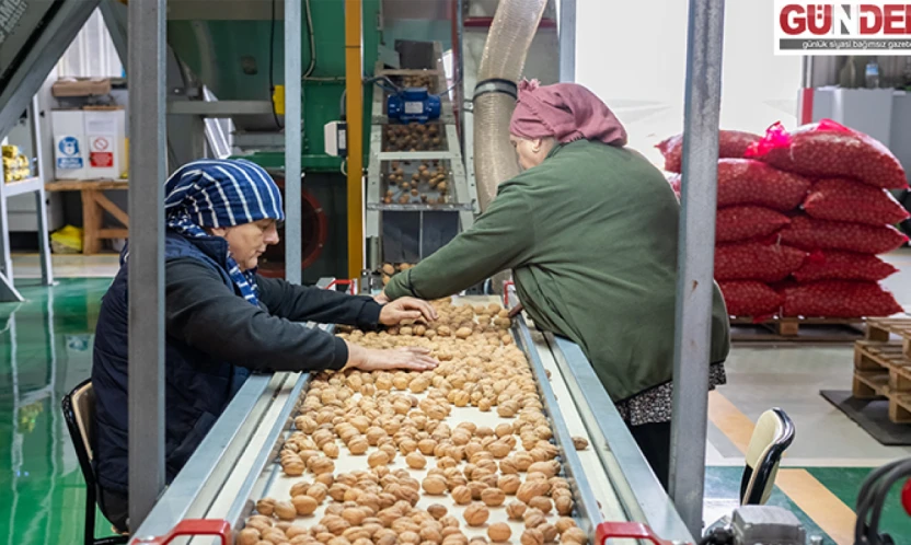 Ceviz üretimine başlayan işletme elektriğini güneşten karşılıyor