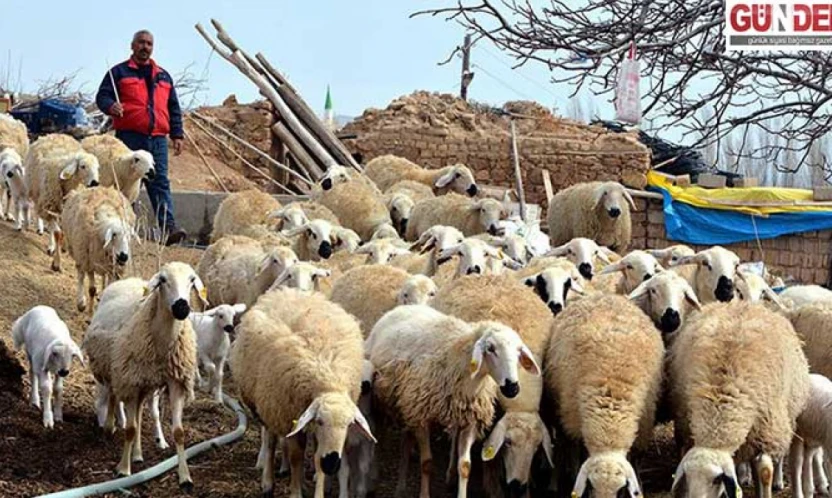 Çoban istihdamına yüzde 125 zam
