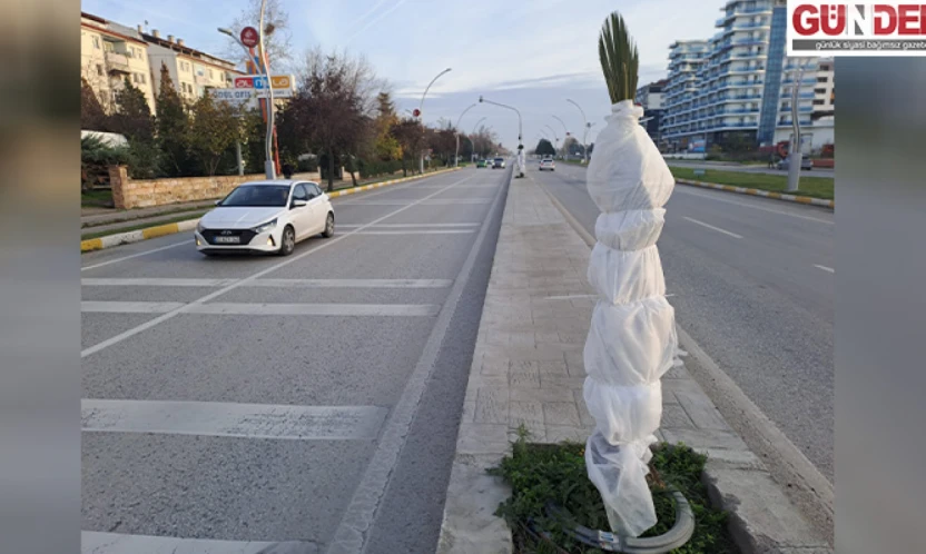 Edirne Belediyesi palmiyeler nedeniyle yeniden gündemde