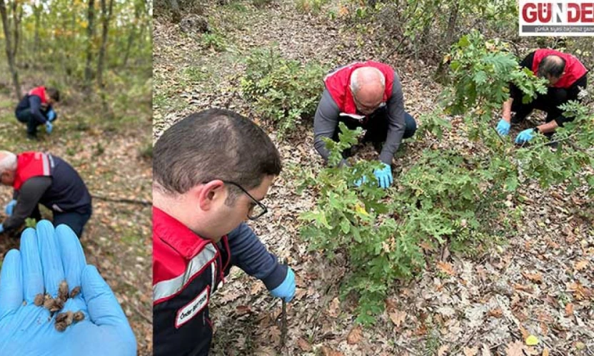 Edirne'de tarım ekiplerinden süneye karşı titiz mücadele