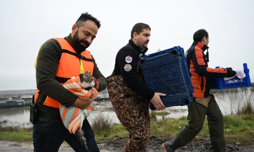 Ekipler, hayvanları sel suyundan kurtardı