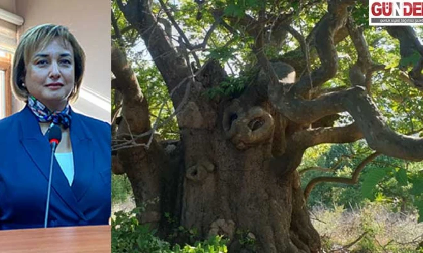 En fazla anıt ağaç Edirne'de