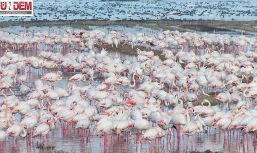 göçmen kuşlar çeltik tarlalarında yiyecek arıyor