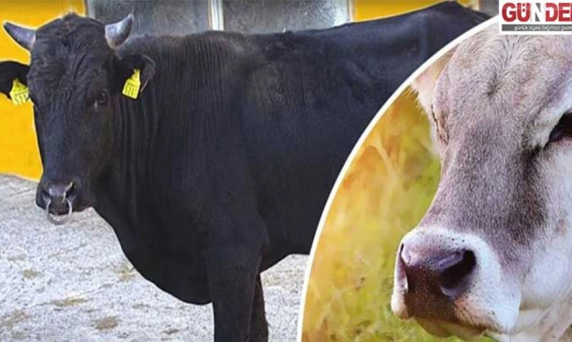 Halk elinde ıslah projelerine rekor destek