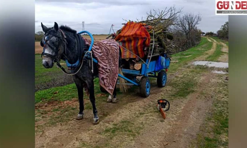 İzinsiz ağaç kesen 2 kişi gözaltına alındı