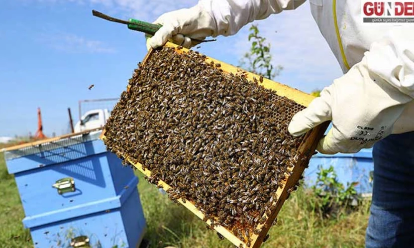 Karaçalı Balı için coğrafi işaret süreci başlıyor